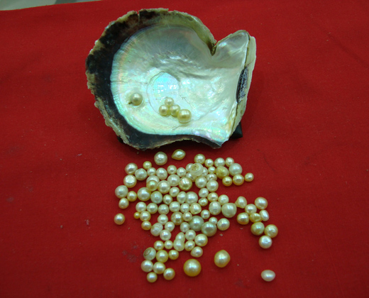 Une petite histoire de la perle du golfe persique