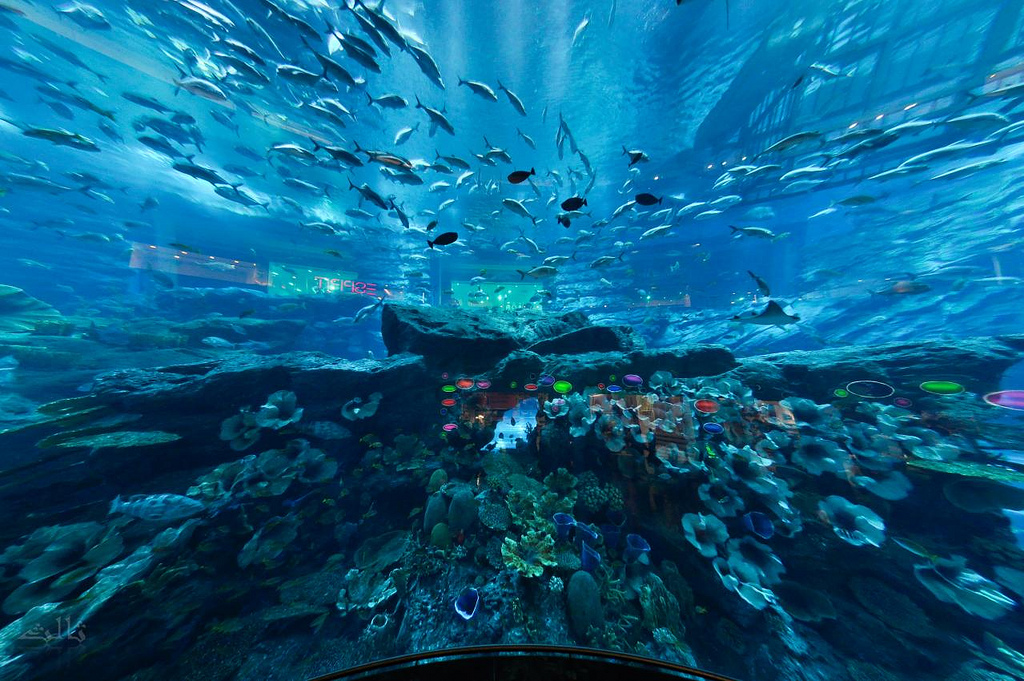 Deux idées de restaurants sous-marins à Dubai