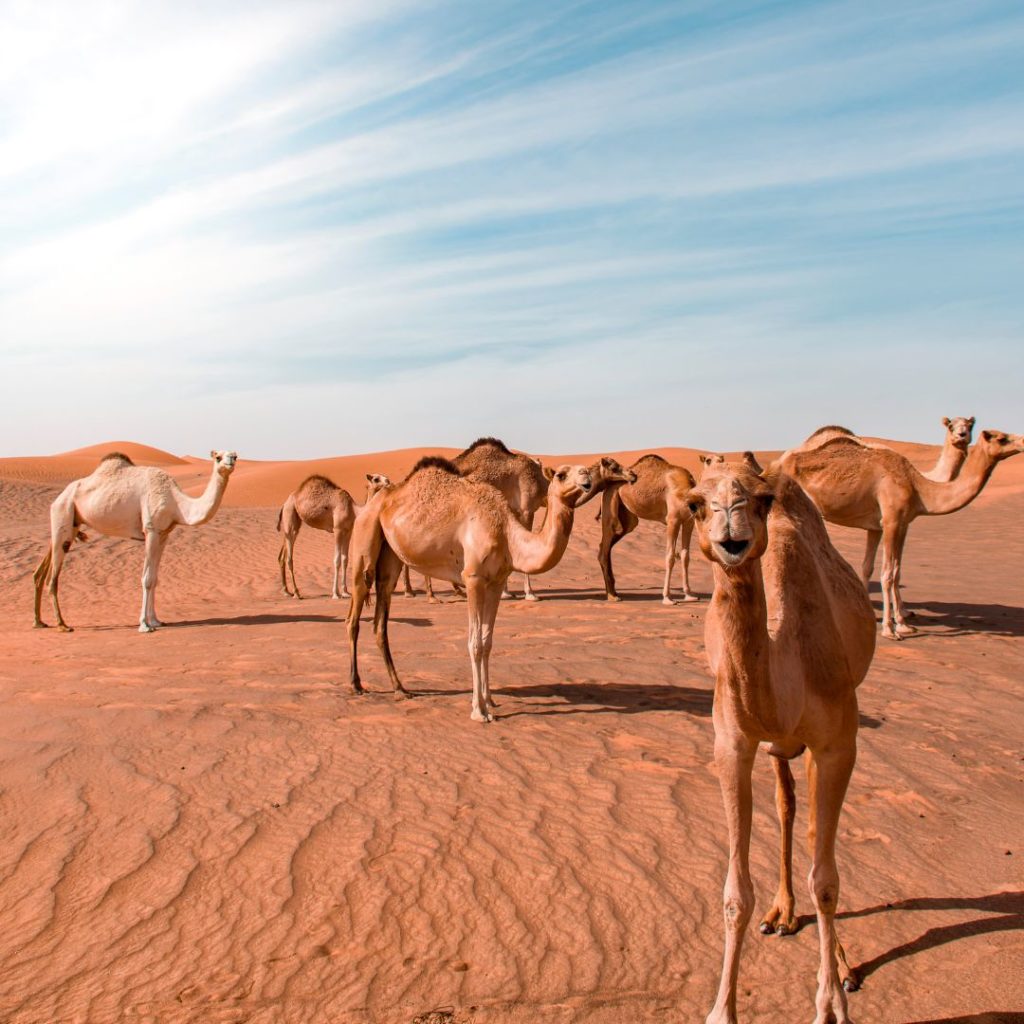 bien preparer son safari dans le desert